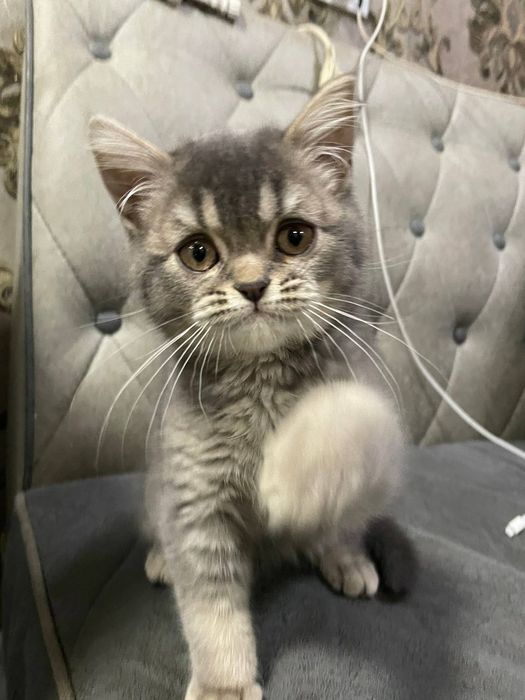 Мушукча сотилади