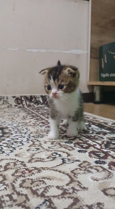 Котята . Mushukchalar