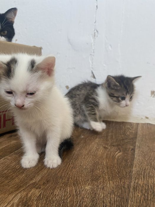 Таза мысықтар 1 айлық