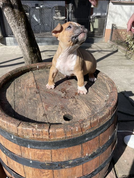 American Bully pocket