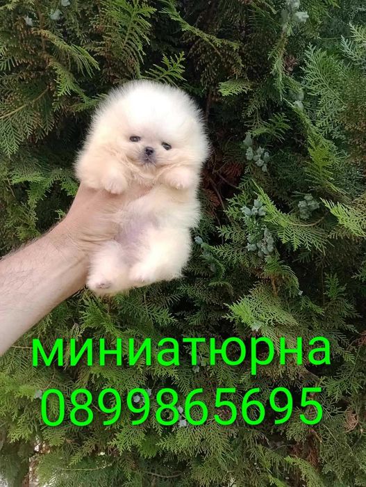 Миниатюрно мини момиче. Померан.