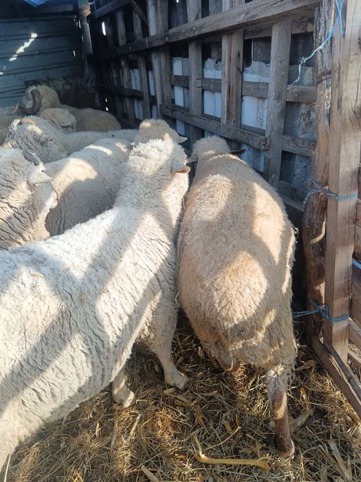 Vind 13 berbeci  de ținut sau de tăiat