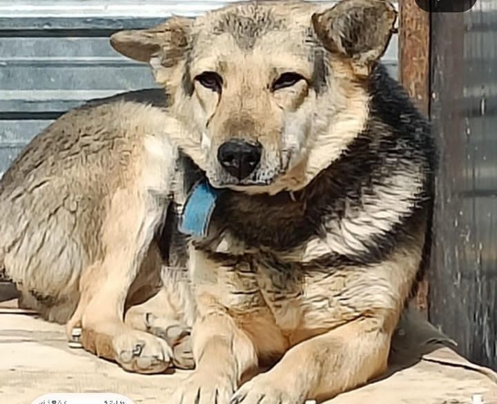 Двортерьеры ищут хозяина