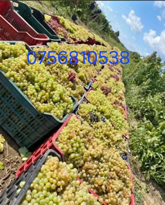 Aducem spre vânzare struguri de vin