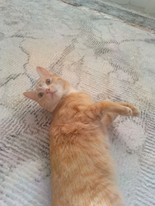 Damashni mushu latokga o'rgangan aqlli idishlari bilan