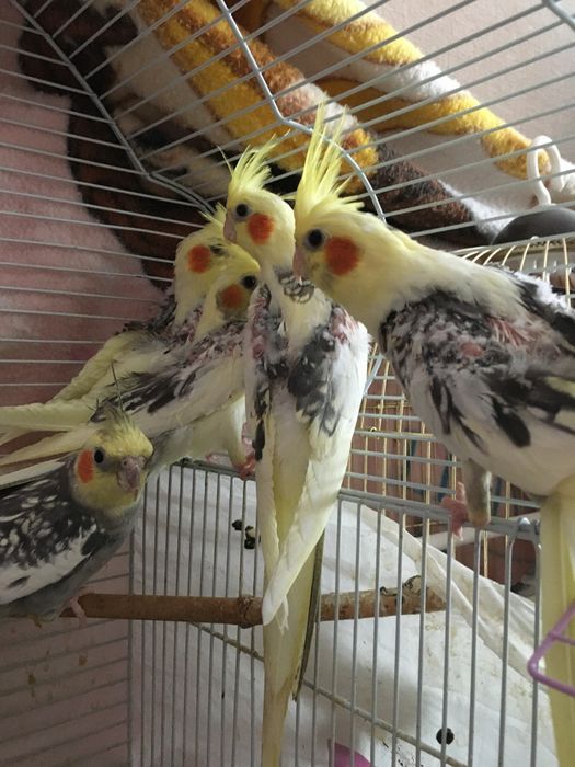 В продаю попугаев карелл