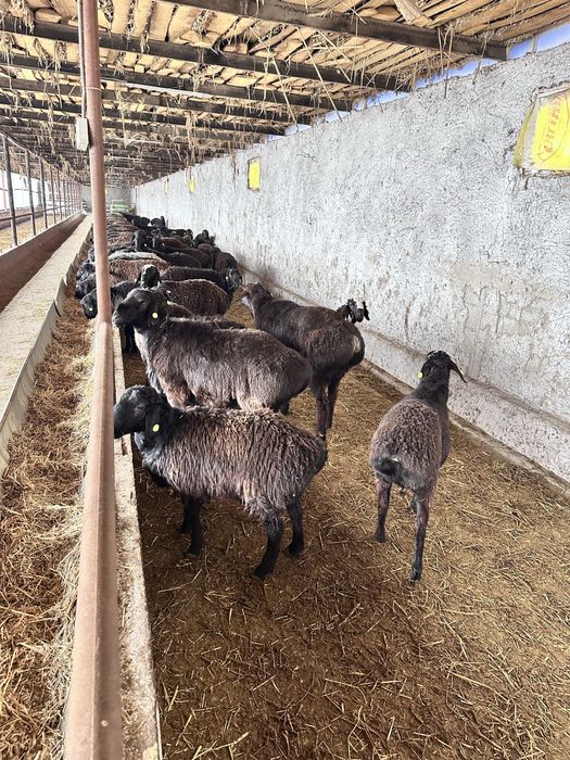 Эдилбай гибрит зотдор қўзи қўчқор қўйлар сотилади, оптом