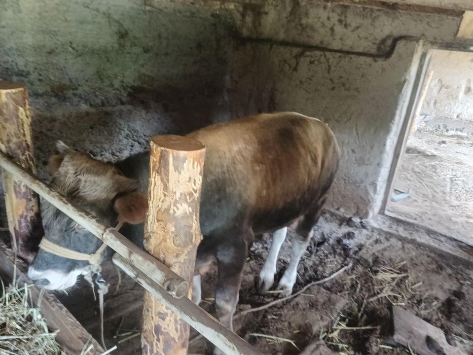 Семіз бұқа 1 жасара