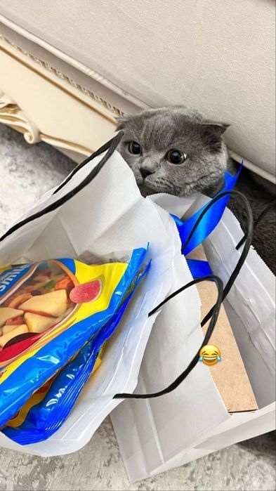 Scottish Fold mushuk sotiladi