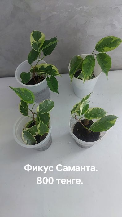 Фикусы разные. Домашние.