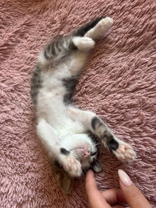 Ишем дом для котенка