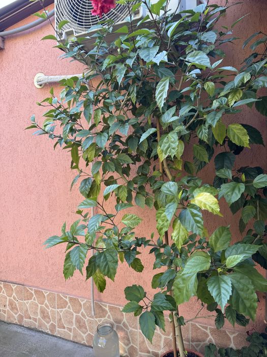 Trandafir japonez 1,8 metri