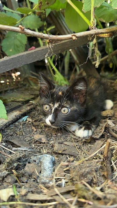 Дарю котят крысыловы
