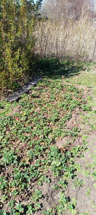 Дача Нефтяник 4 сотки