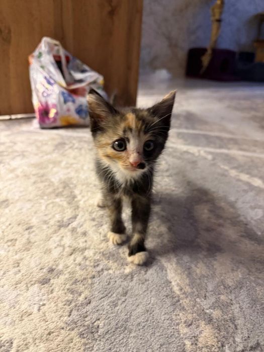 Отдам котёнка в добрые руки