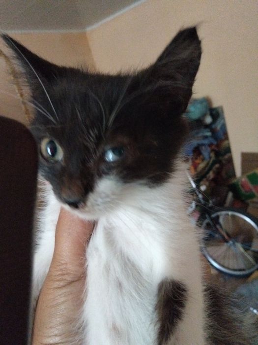 Отдам в добрые руки двух котят