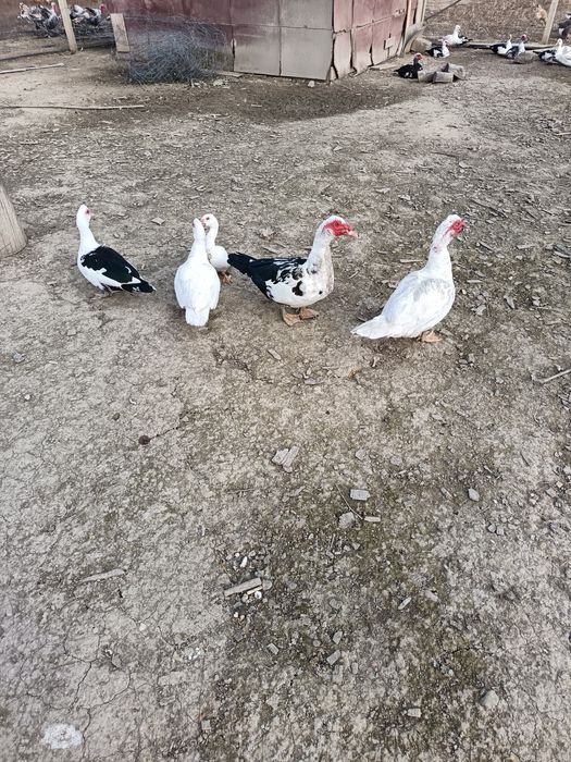 Vând rațe mute din Martie 2025 viu sau tăiat