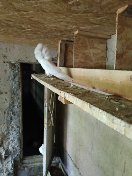 Продам якоби6 хорошие