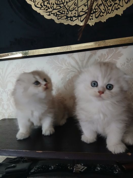 Пародистые Катята