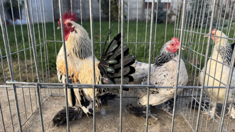 Pasari rasa pitica incaltata tineret 2025 mii de flori