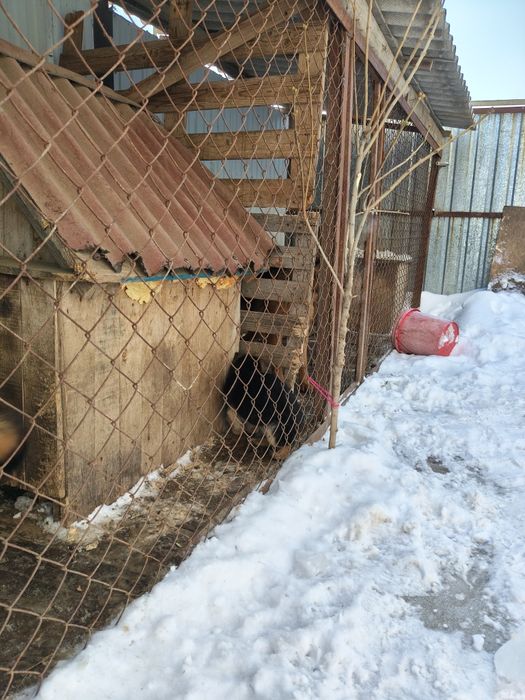 Щенок немецкий овчарка