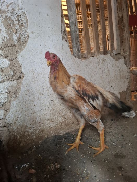 Xorozlar jojalar sotiladii