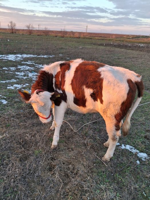 Vaci bune si frumoase 7 luni amândouă