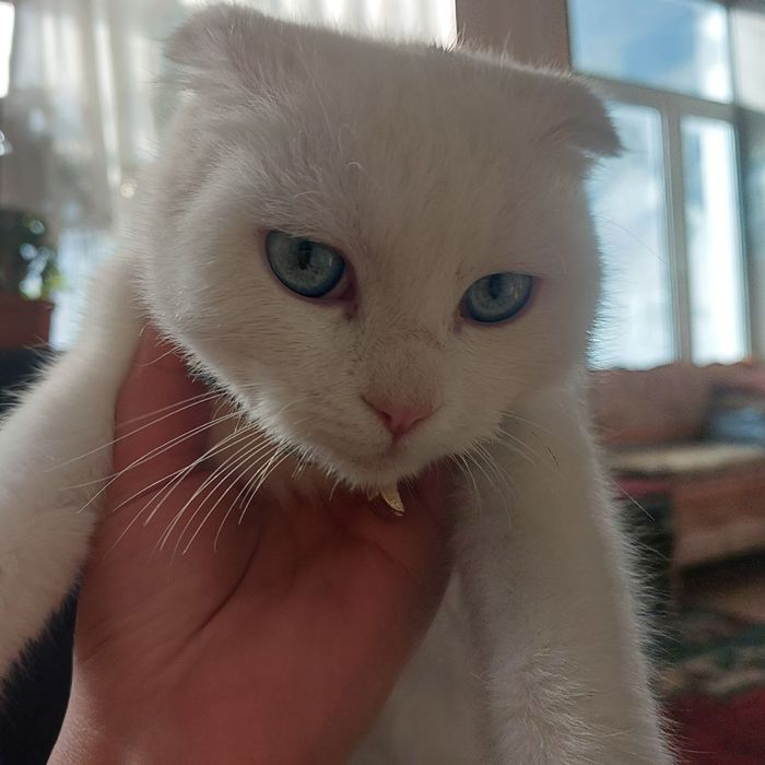 Scottish fold mushuk sotiladi qiz bola