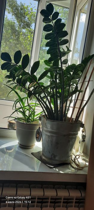 продам замиокулькас