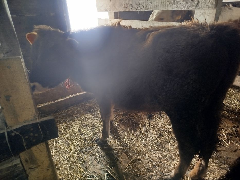 Продам бычка не кастрирован