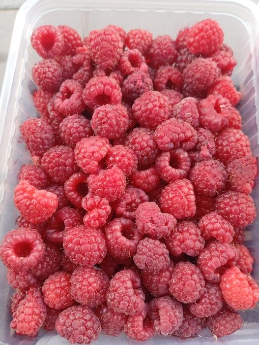 Малина дачная продам