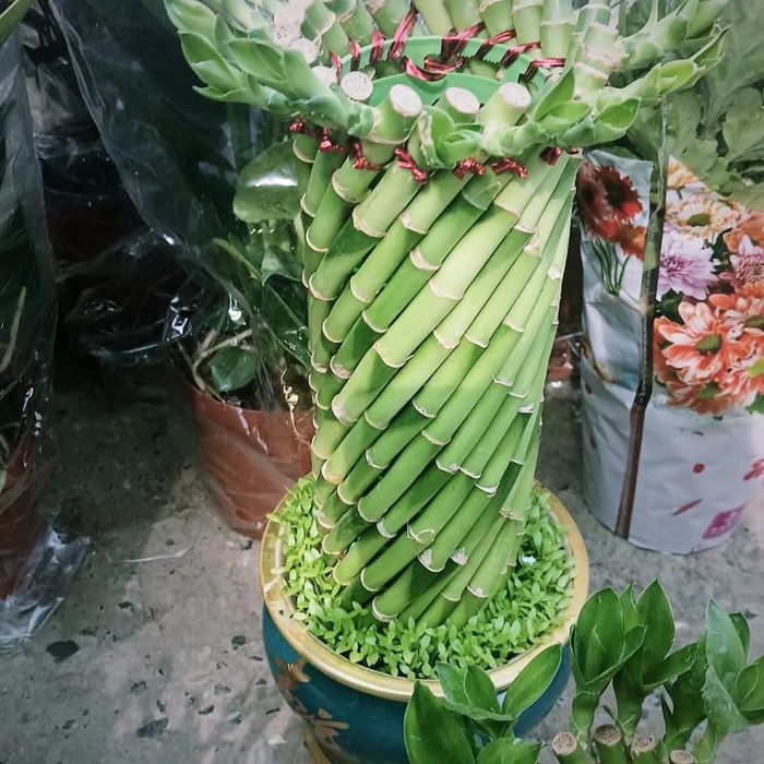 Tabiiy tuvakliy gullar sotiladi