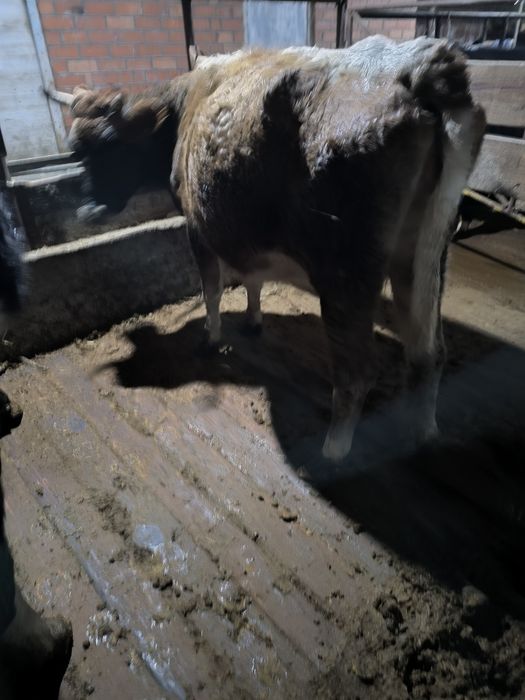 Екінші тума,буаз сутті сиыр сатылады