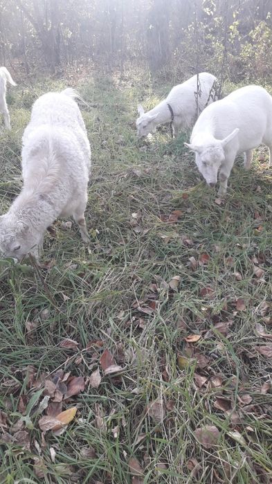 Продам коз заненской породы