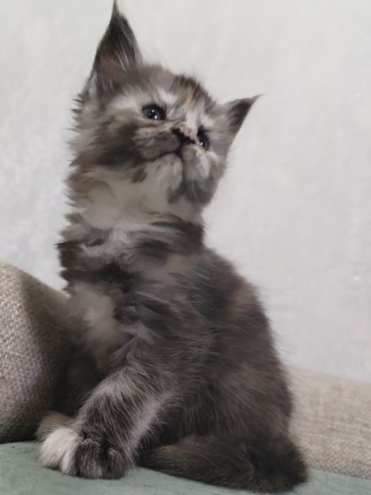 Котята Мейн-куны с документами