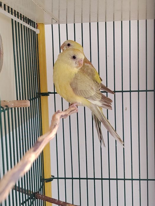 Papagali cântători și nimfe