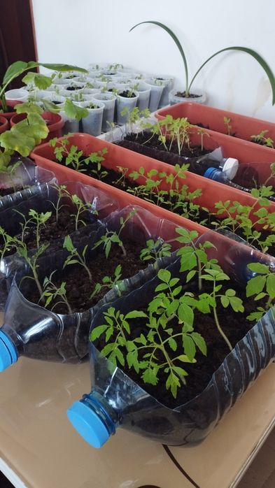 Рассады помидоров голландских