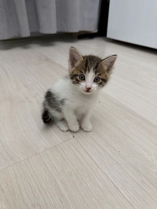 Ласковые и игривые котята