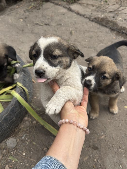 щенки в дорые руки