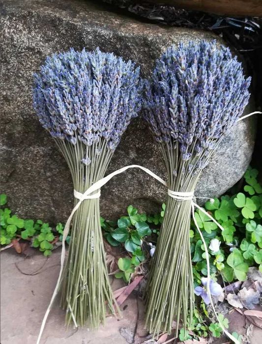 Lavanda de gradina uscata 2025