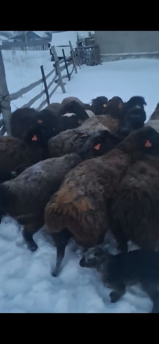 Қойлар сатылады Еділбай