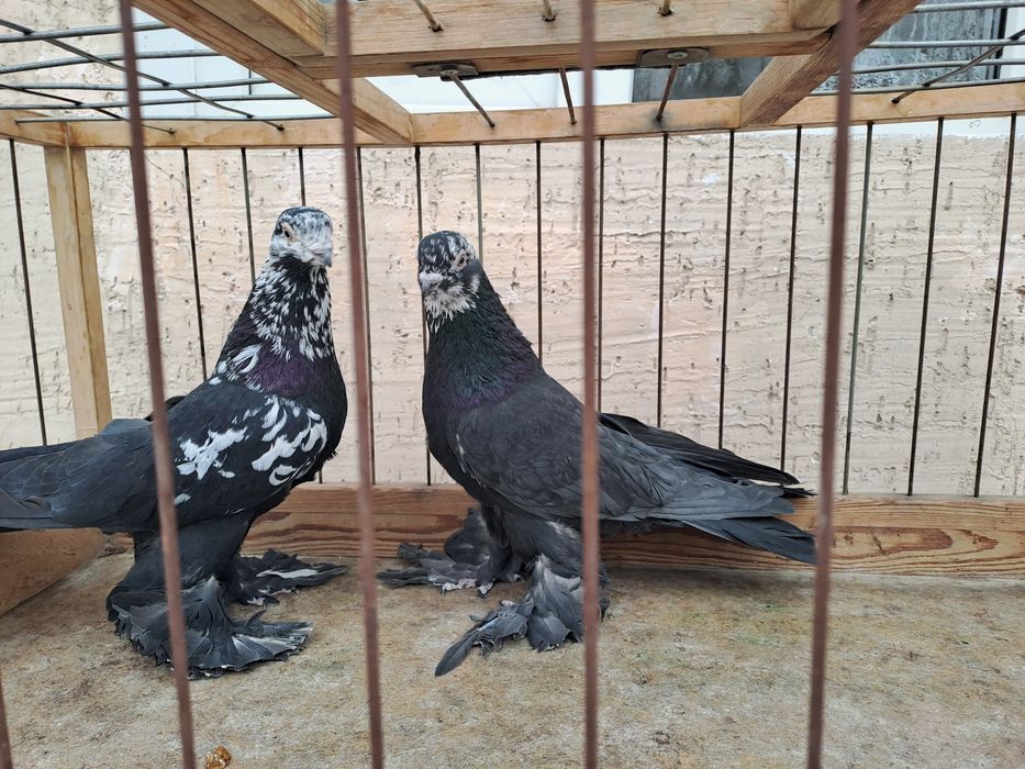 Голуби -гульсары, самцы молодые