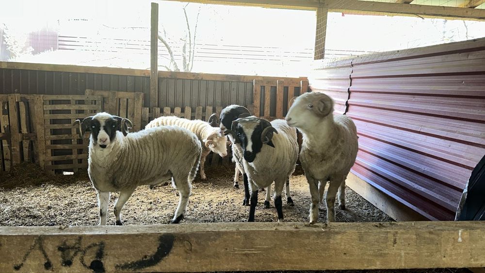 Oi bune bale si breze cumparate de la  crescători mari