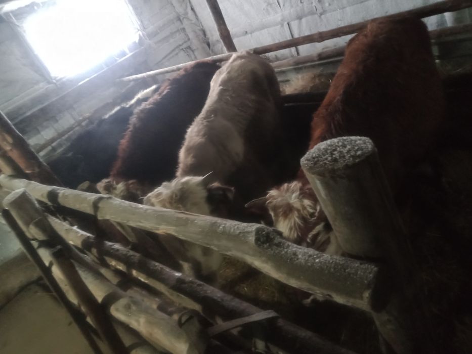 Продам КРС годовалых