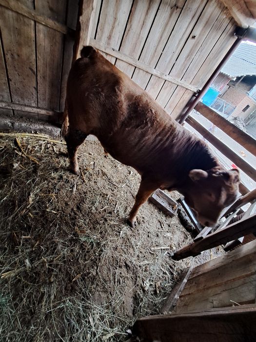 De vânzare vițel