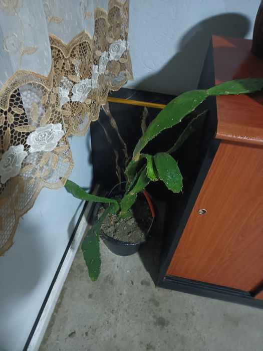 Chiroyli zõr gullar sotiladi