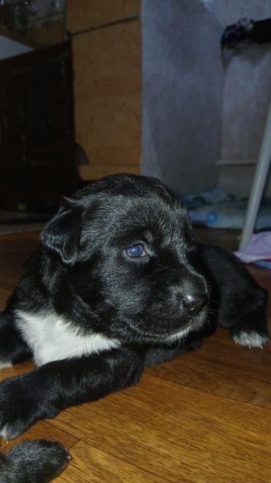 Продам щенки лабрадор