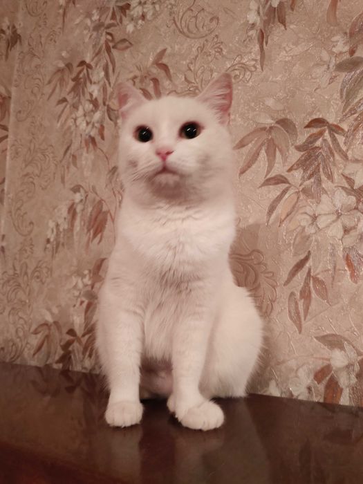 Кошки в добрые руки