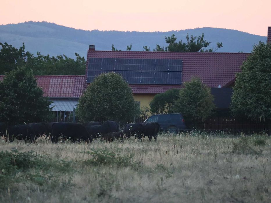 Vaci Black Angus cu pedigree