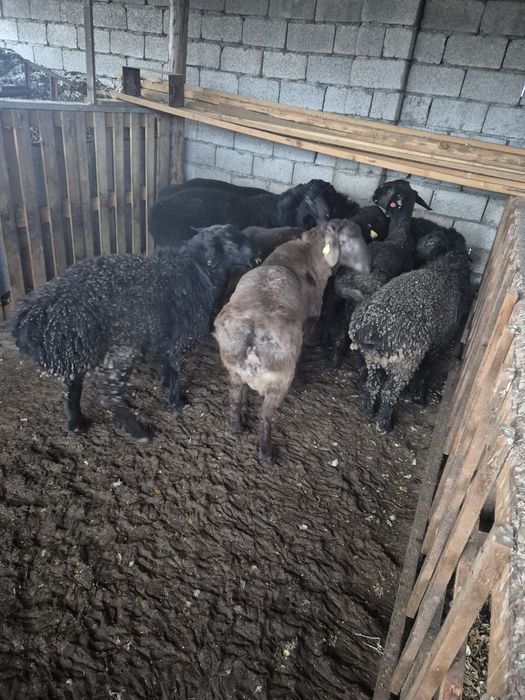 Қой, Тоқты, Қошқар